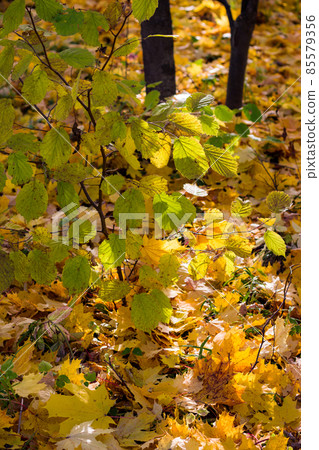 Autumn foliage, fallen bright yellow maple leaves and yellowing hazel foliage Autumn foliage, fallen bright yellow maple leaves and yellowing hazel foliage 85579356