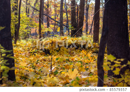 Autumn forest view. Ground covered with yellow maple leaves in a birch grove Autumn forest view. Ground covered with yellow maple leaves in a birch grove 85579357