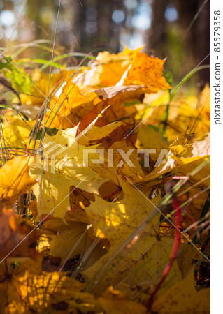 Bright yellow fallen maple leaves in the middle of the lawn close up, picturesque background of golden autumn Bright yellow fallen maple leaves in the middle of the lawn close up, picturesque background of golden autumn 85579358