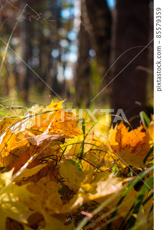 Bright yellow fallen maple leaves in the middle of the lawn close up, picturesque background of golden autumn Bright yellow fallen maple leaves in the middle of the lawn close up, picturesque background of golden autumn 85579359