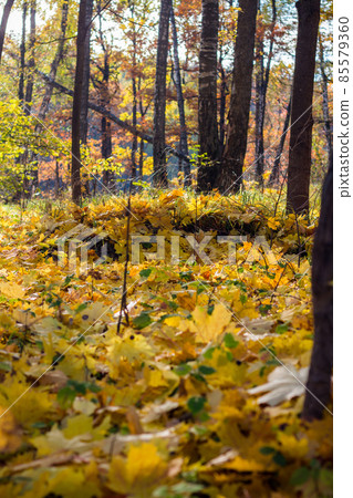 Ground covered with yellow maple leaves on the lawn. Colorful vertical golden autumn background Ground covered with yellow maple leaves on the lawn. Colorful vertical golden autumn background 85579360