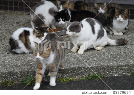 A stray cat meeting at a meeting place while it is raining lightly in a lonely fishing village A stray cat meeting at a meeting place while it is raining lightly in a lonely fishing village 85579634