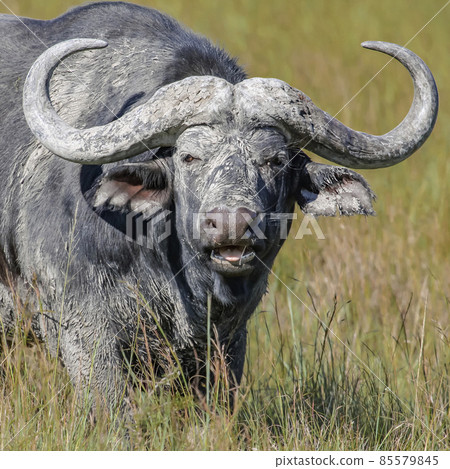 Wild African buffalo looks aggressively standing in the tall grass of the savannah. Wild African buffalo looks aggressively standing in the tall grass of the savannah. 85579845
