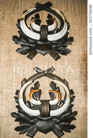 Boar tusks on wooden medallions are traditional decoration of hunting trophies. Boar tusks on wooden medallions are traditional decoration of hunting trophies. 85579846