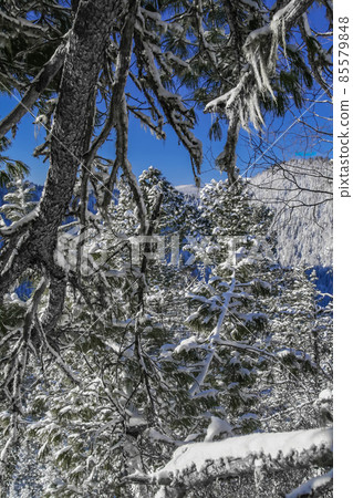 Snow-covered Siberian dark coniferous taiga against the blue winter sky on frosty day. Snow-covered Siberian dark coniferous taiga against the blue winter sky on frosty day. 85579848