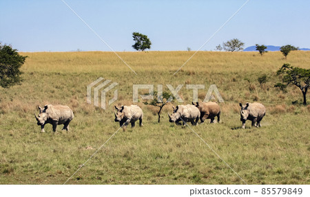 Herd of African rhinos runs through the tall grass of the savannah expanses. Herd of African rhinos runs through the tall grass of the savannah expanses. 85579849