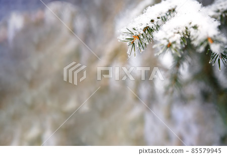 Christmas spruce brunches covered with first snow. 85579945