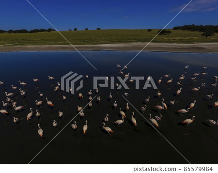 Flamingos flock in Patagonia, Aerial view,Argentina 85579984