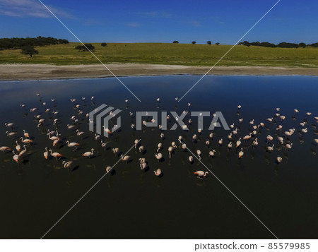 Flamingos flock in Patagonia, Aerial view,Argentina Flamingos flock in Patagonia, Aerial view,Argentina 85579985
