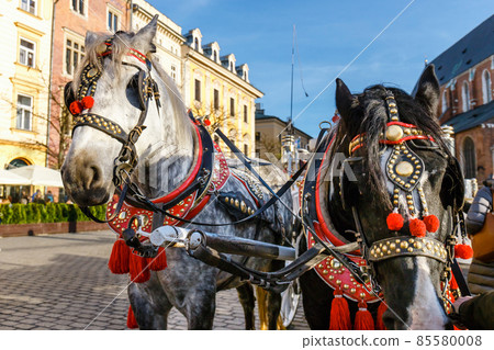 Decorated horses for riding tourists in a carriage, Krakow, Poland 85580008