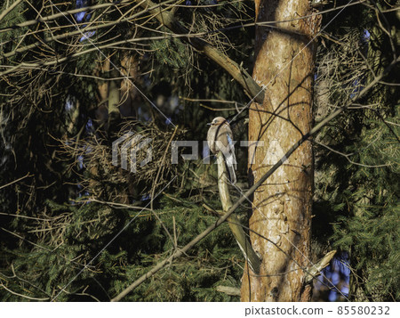 Eurasian jay or Garrulus glandarius is sitting on fir tree branch. Colorful bird in winter forest. 85580232