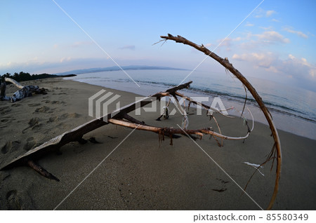 Driftwood Driftwood 85580349
