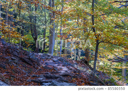Gorgeous autumn landscape panorama of a scenic forest 85580350