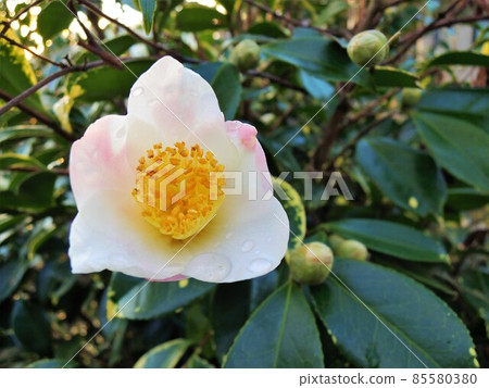Winter camellia white Winter camellia white 85580380