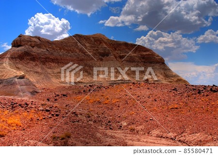 Petrified Forest 85580471