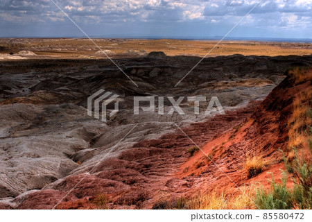 Petrified Forest Petrified Forest 85580472