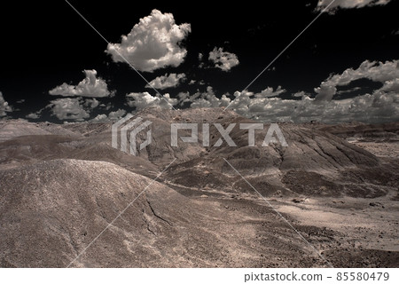 Petrified Forest 85580479