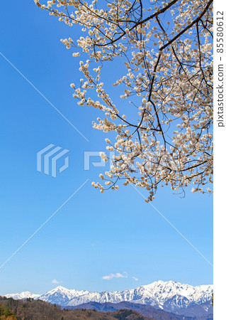 長野縣/小川村春天/北阿爾卑斯 85580612