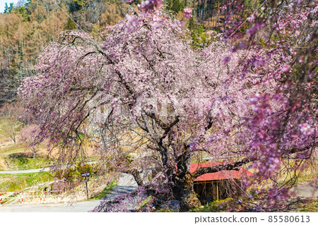 長野縣/小川村的春天，番屋的櫻花 85580613