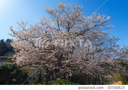 Nagano Prefecture / Spring in Ogawa Village, Sakura in Tateya Nagano Prefecture / Spring in Ogawa Village, Sakura in Tateya 85580625
