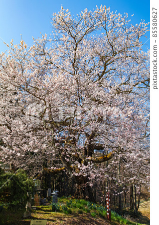 Nagano Prefecture / Spring in Ogawa Village, Sakura in Tateya Nagano Prefecture / Spring in Ogawa Village, Sakura in Tateya 85580627