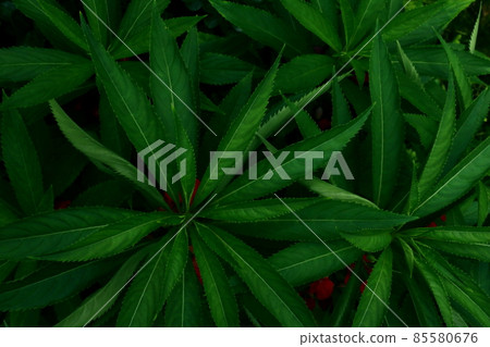 Green leaves background. Green leaves color tone dark in the morning.Tropical Plant,environment,photo concept nature and plant. Green leaves background. Green leaves color tone dark in the morning.Tropical Plant,environment,photo concept nature and plant. 85580676