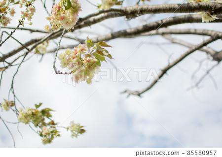 Arakawa Tsutsumi Five-colored cherry blossoms / Yukin cherry blossoms / Tokyo 85580957
