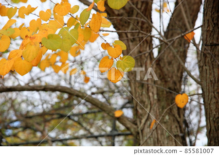 黃葉桂葉 85581007