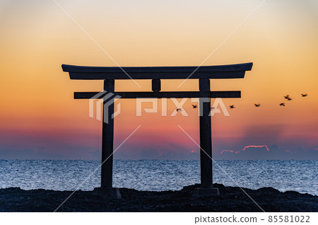大洗上磯的鳥居 清晨的野鳥 85581022