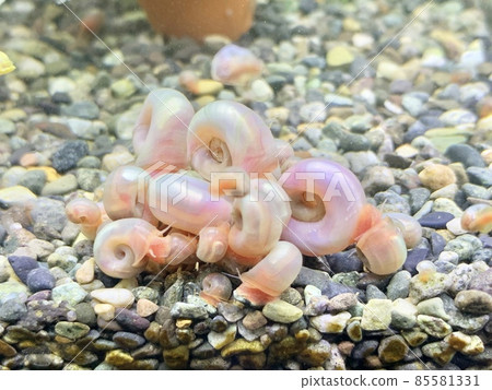 Pink Lambs Horn Conch Aquarium Pink Lambs Horn Conch Aquarium 85581331