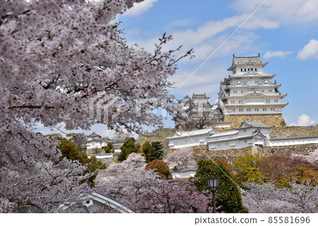 Himeji City, Hyogo Prefecture, Japan Himeji Castle, a World Heritage Site and a national treasure, spring cherry blossoms and a magnificent castle tower 85581696