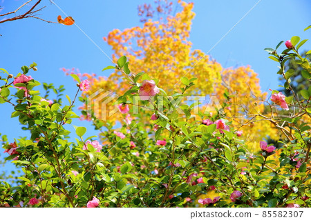 Sasanqua flowers 85582307
