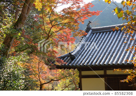 Colored maple leaves 85582308