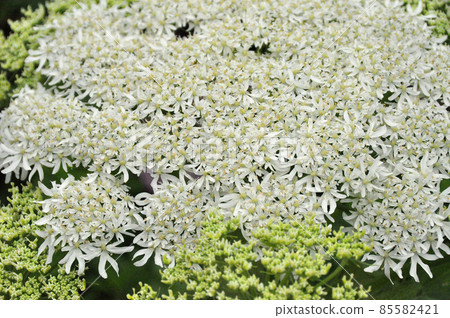 禮文島花牛歐洲防風草 85582421
