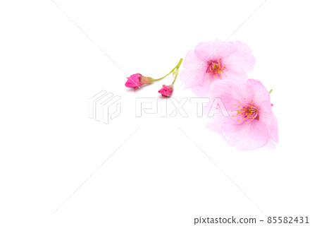 Cherry blossom isolated on white background. Sign of spring. Copy space 85582431