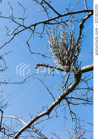 Blue sky and fallen cherry blossom branches Blue sky and fallen cherry blossom branches 85582509