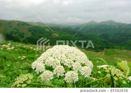 禮文島花牛歐洲防風草 禮文島花牛歐洲防風草 85582638