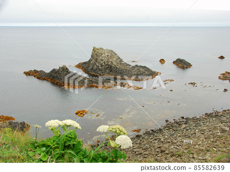 禮文島花藁本在蘇科頓角的海灘上綻放 禮文島花藁本在蘇科頓角的海灘上綻放 85582639