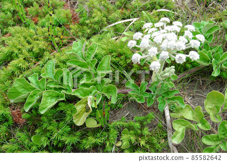 Rebun Island Flower Ligusticum scoticus Rebun Island Flower Ligusticum scoticus 85582642