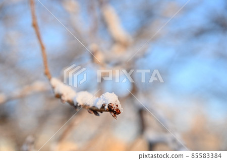 櫻花花蕾上的雪等待開花 櫻花花蕾上的雪等待開花 85583384