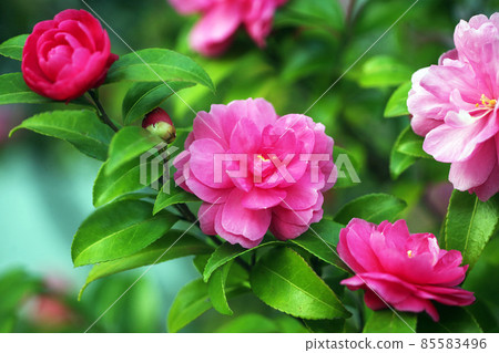 Sasanqua Scarlet Maiden Flower Sasanqua Scarlet Maiden Flower 85583496