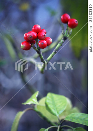 Aoki's red fruit 85583510