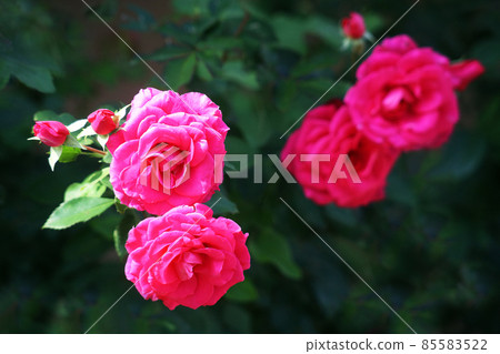 Rose rose pink flower Rose rose pink flower 85583522