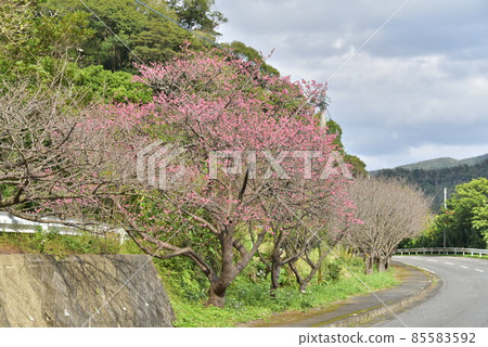 Scarlet Sakura 2022 Scarlet Sakura 2022 85583592