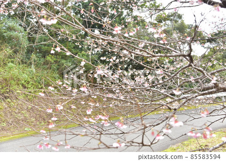 猩紅櫻花2022 85583594