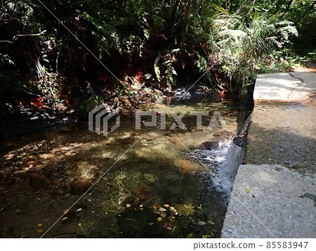 Okuma River Kunigami Village Okinawa Prefecture Trekking River Play Okinawa Tourism Sightseeing Okinawa River Nature Okuma River Kunigami Village Okinawa Prefecture Trekking River Play Okinawa Tourism Sightseeing Okinawa River Nature 85583947