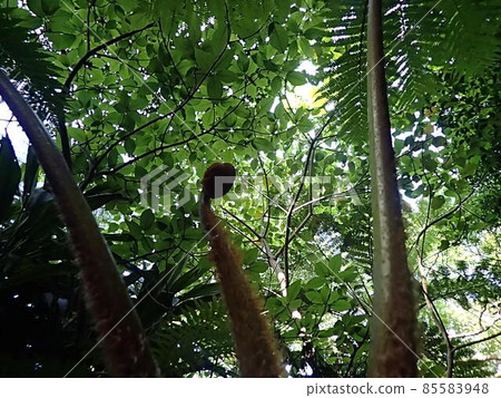 Okuma River Kunigami Village Okinawa Prefecture Trekking River Play Okinawa Tourism Sightseeing Okinawa River Nature Okuma River Kunigami Village Okinawa Prefecture Trekking River Play Okinawa Tourism Sightseeing Okinawa River Nature 85583948