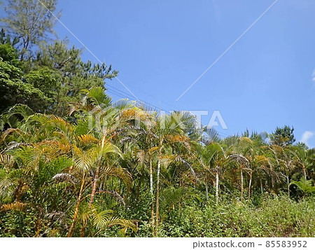 Okuma River Kunigami Village Okinawa Prefecture Trekking River Play Okinawa Tourism Sightseeing Okinawa River Nature Okuma River Kunigami Village Okinawa Prefecture Trekking River Play Okinawa Tourism Sightseeing Okinawa River Nature 85583952