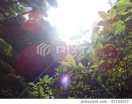 大隈川國頭村 沖繩縣 徒步河流 遊玩 沖繩觀光 觀光 沖繩河 自然 85584027