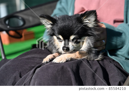 吉娃娃,一種可以被女人甜的狗 吉娃娃,一種可以被女人甜的狗 85584210